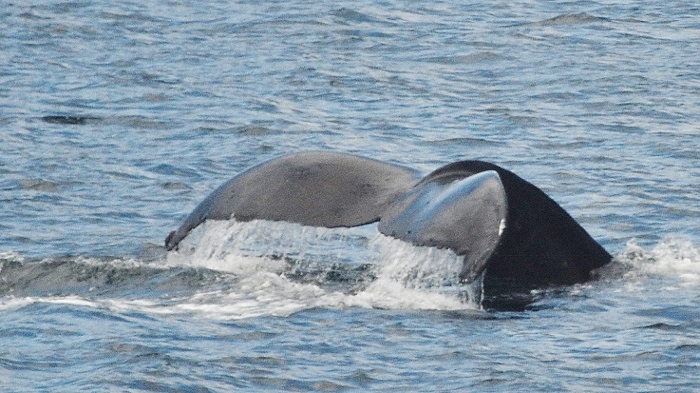 humpback whale tail